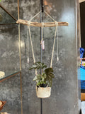Amethyst and Driftwood plant Hanger